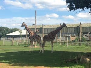 giraffes